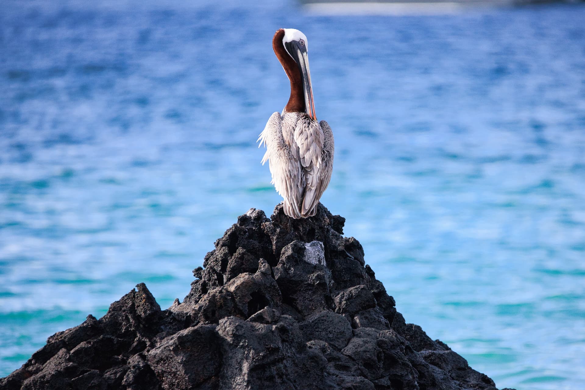 Galapagos Photos