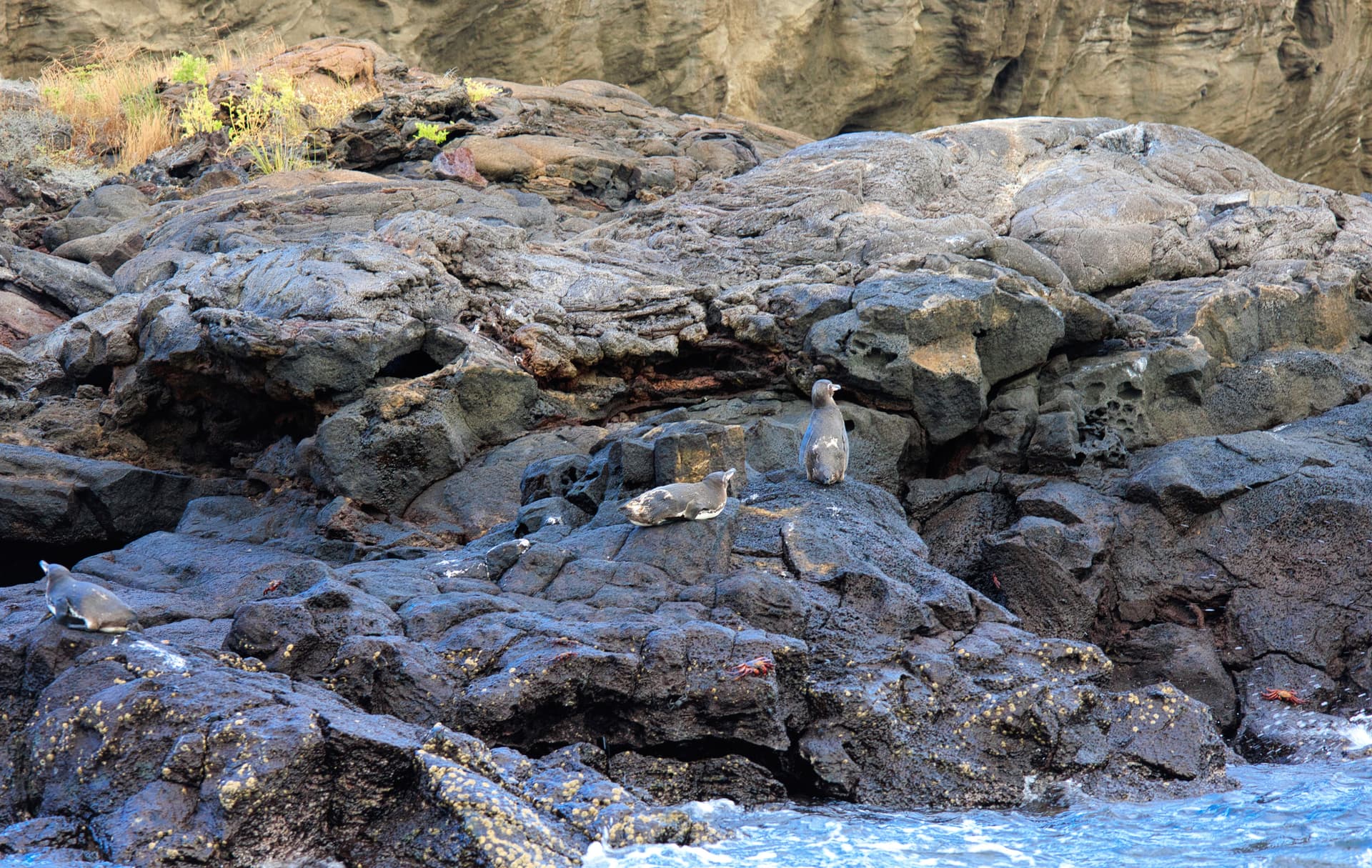 Galapagos Photos