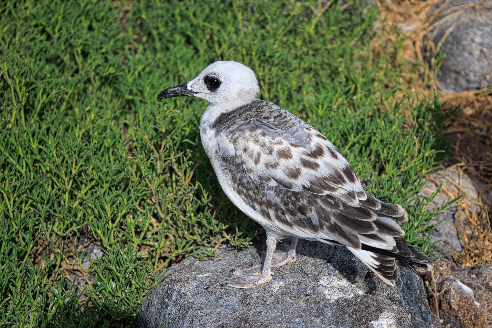 Galapagos Photos