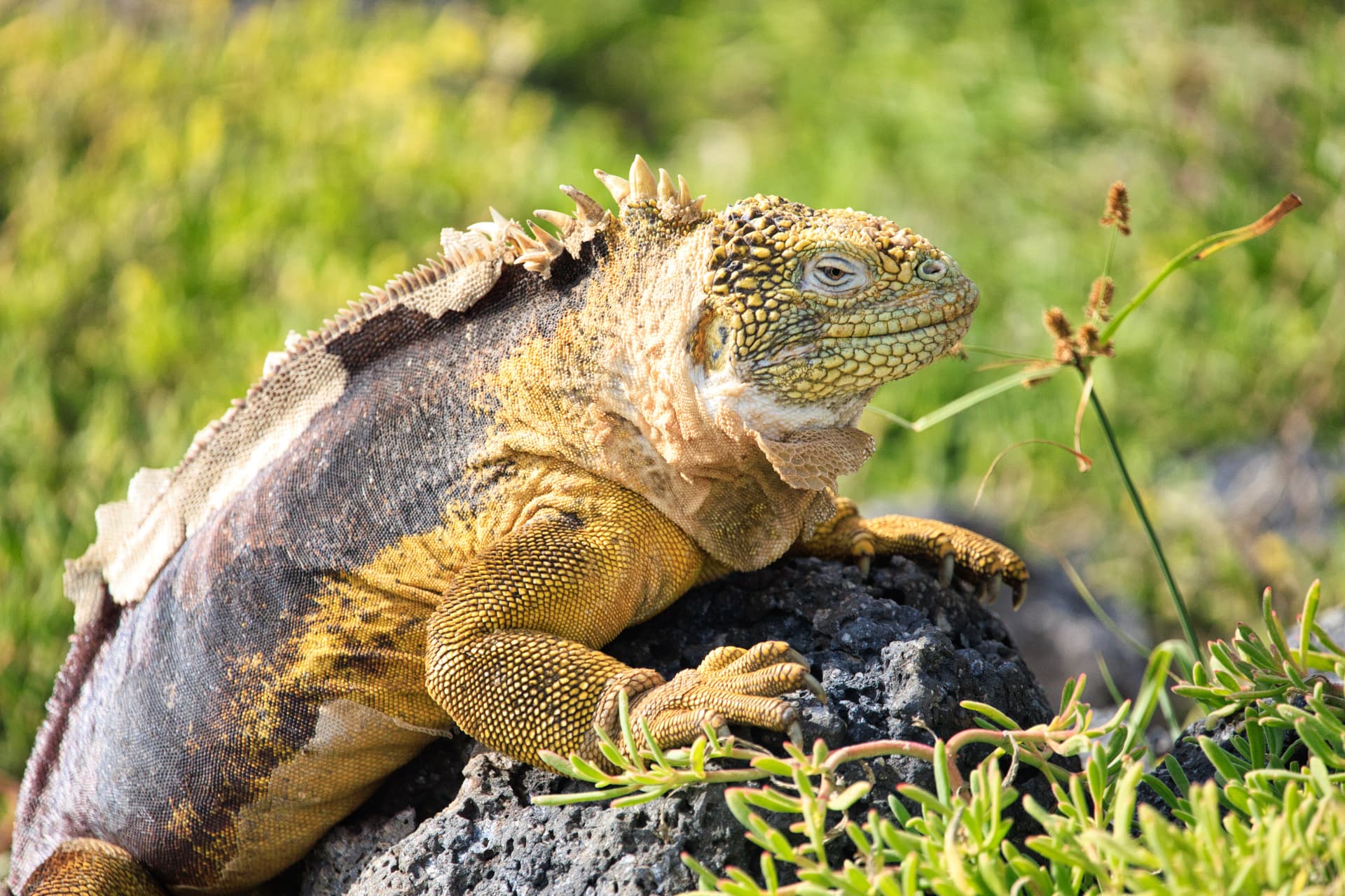 Galapagos Photos