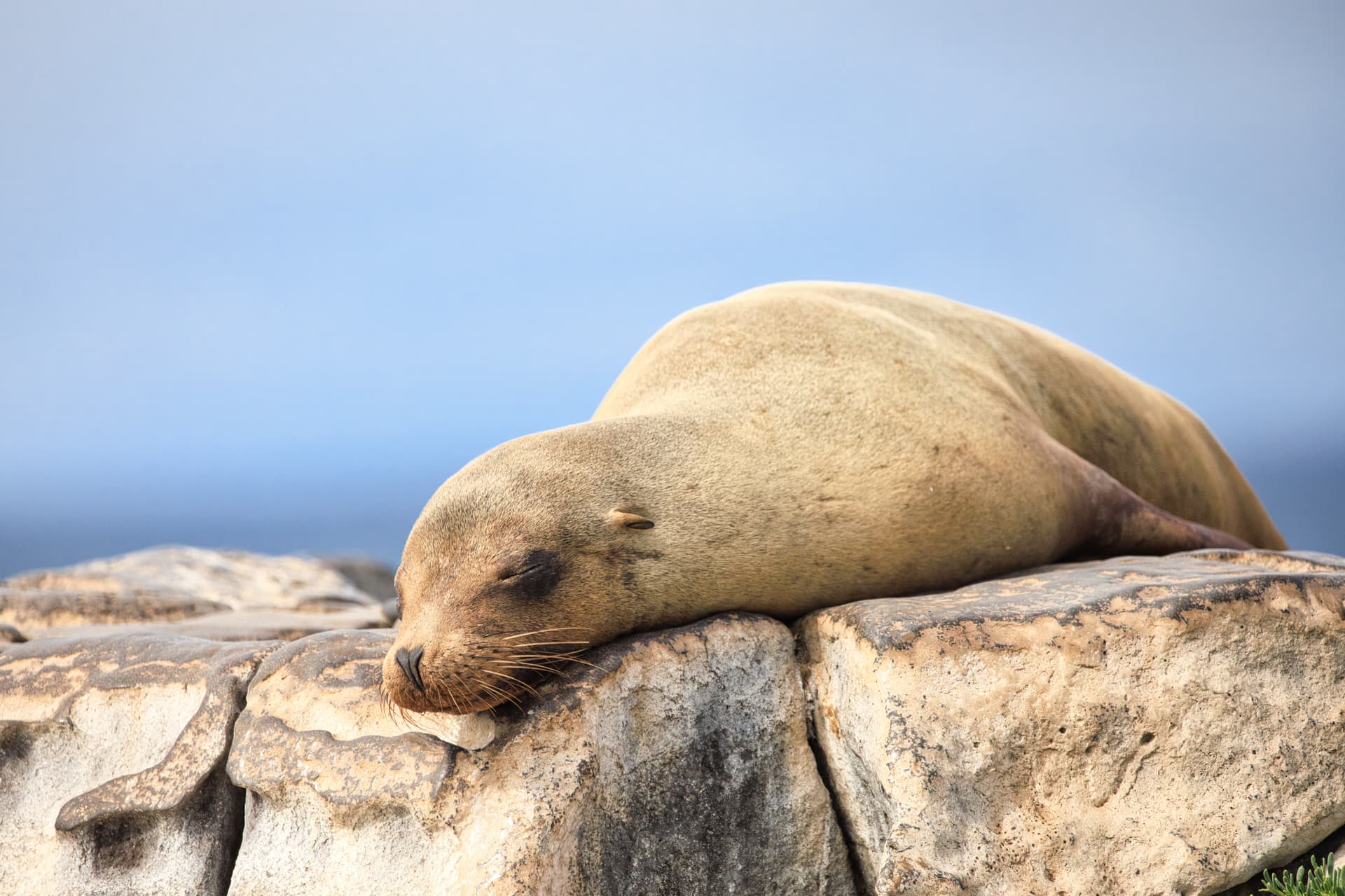 Galapagos Photos
