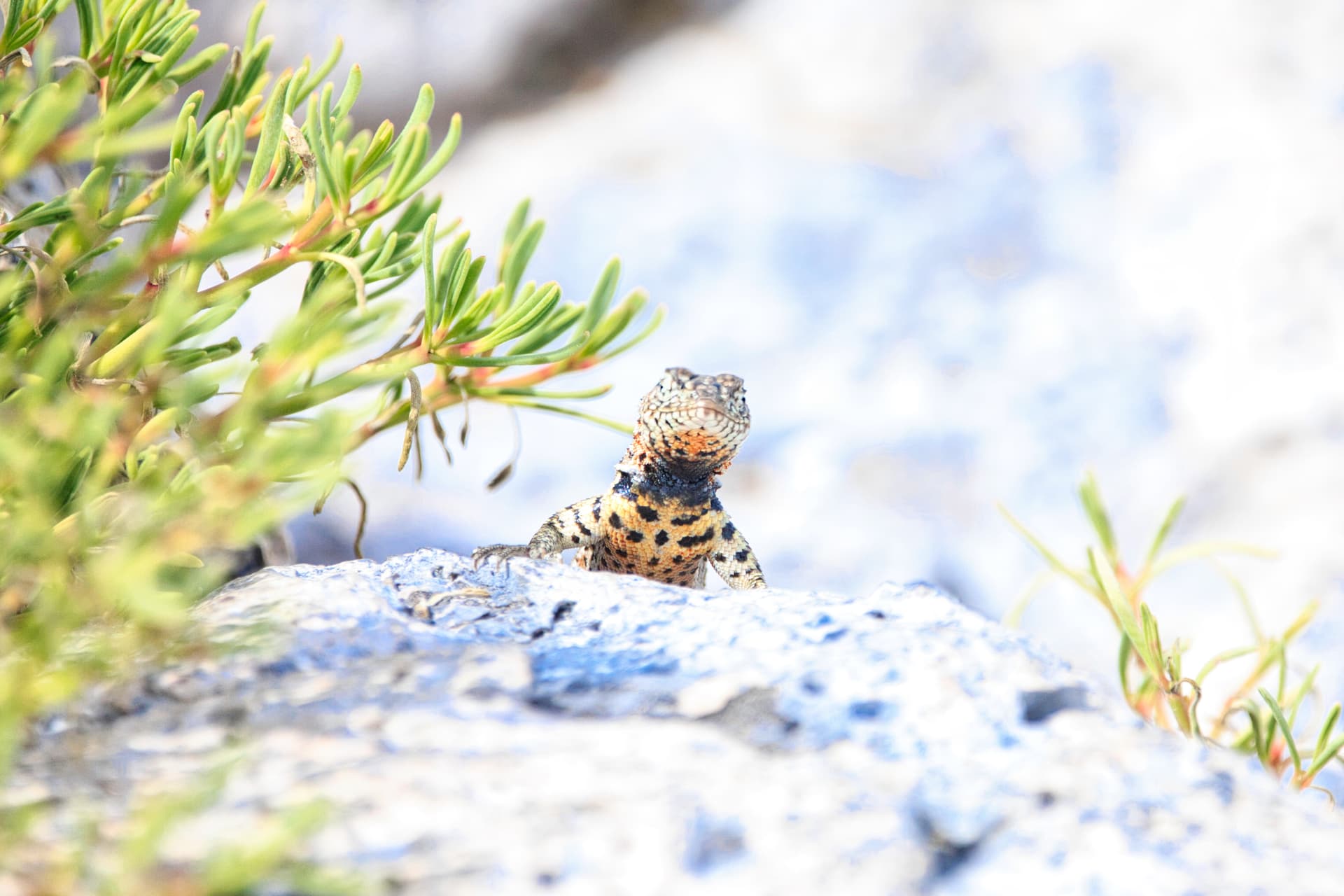 Galapagos Photos