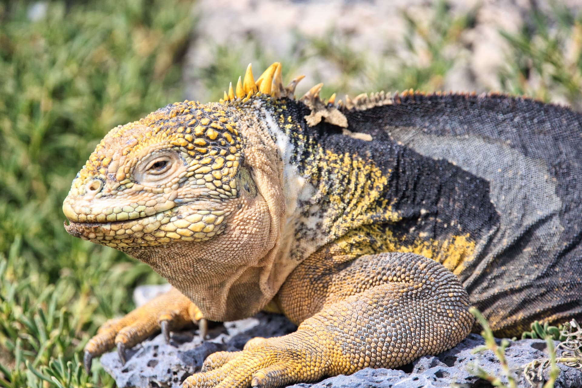 Galapagos Photos