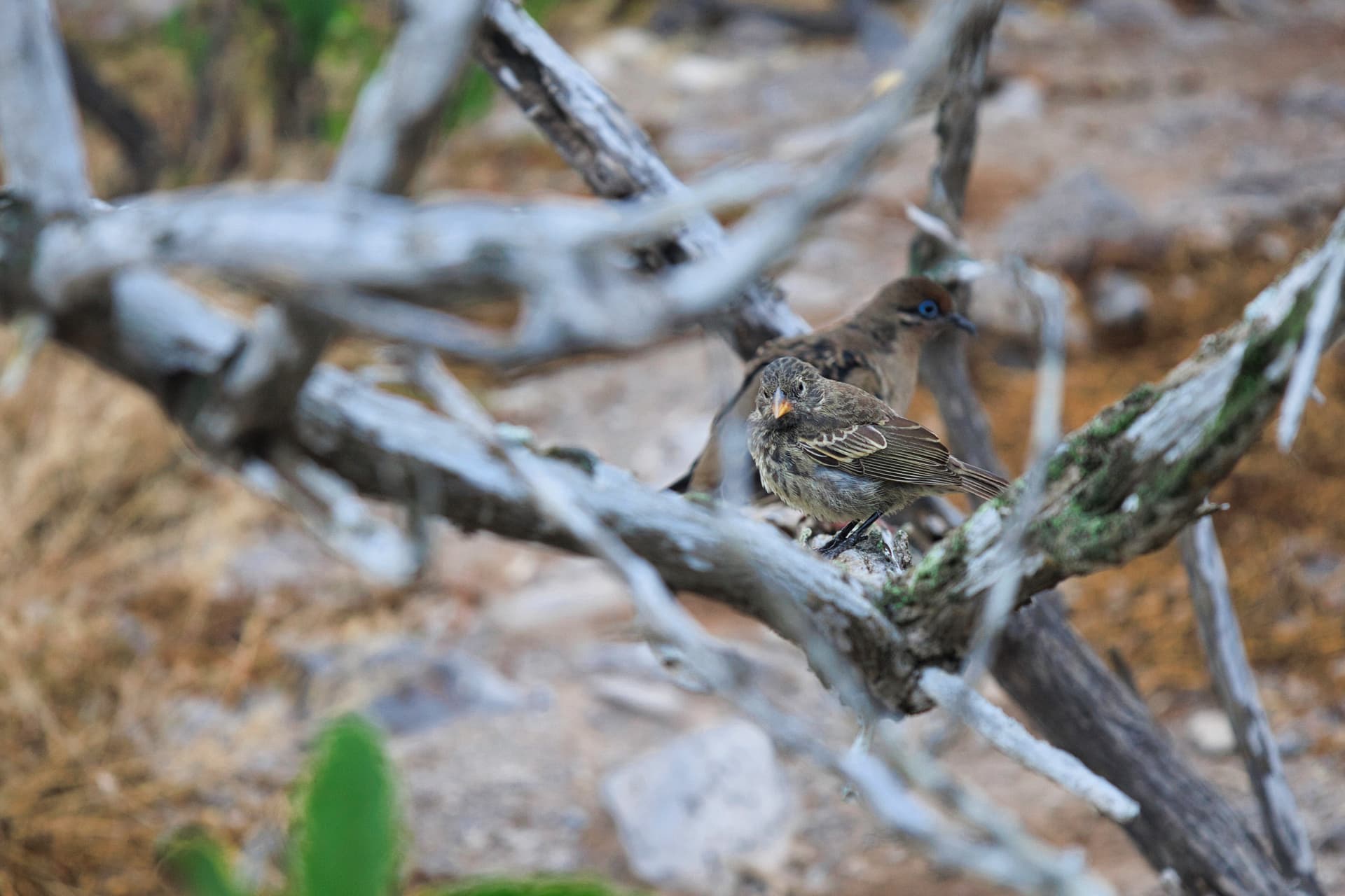 Galapagos Photos