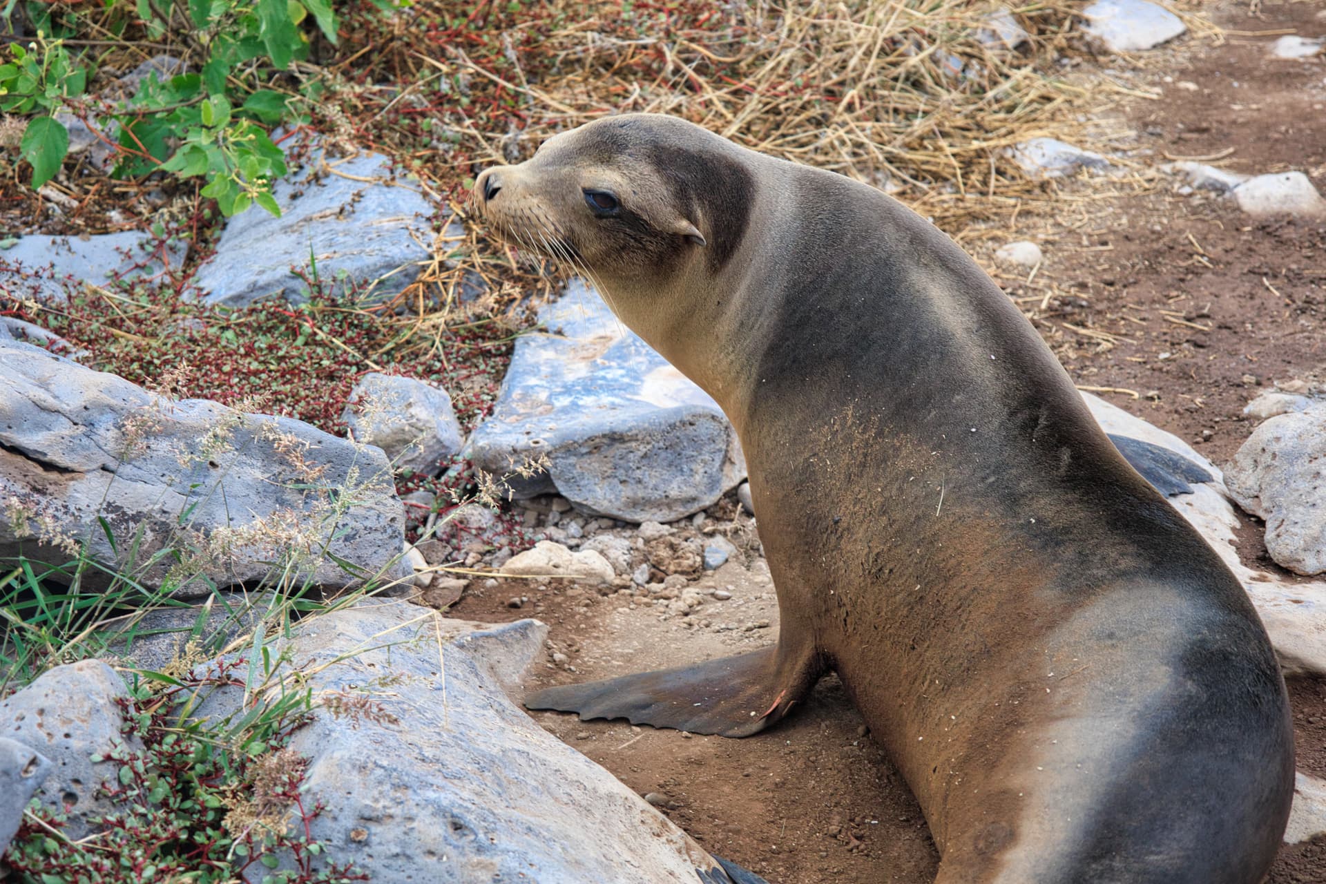 Galapagos Photos