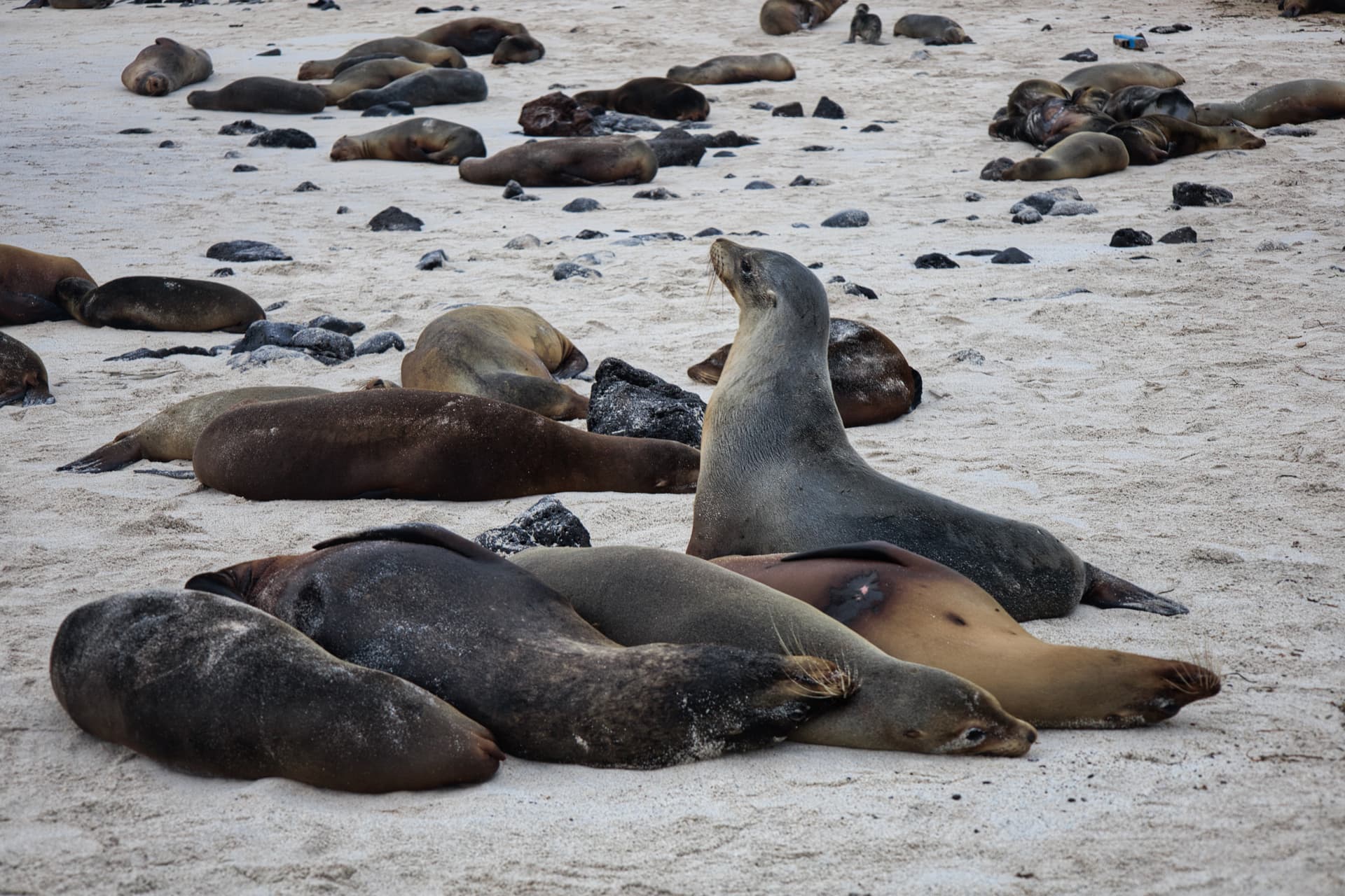 Galapagos Photos