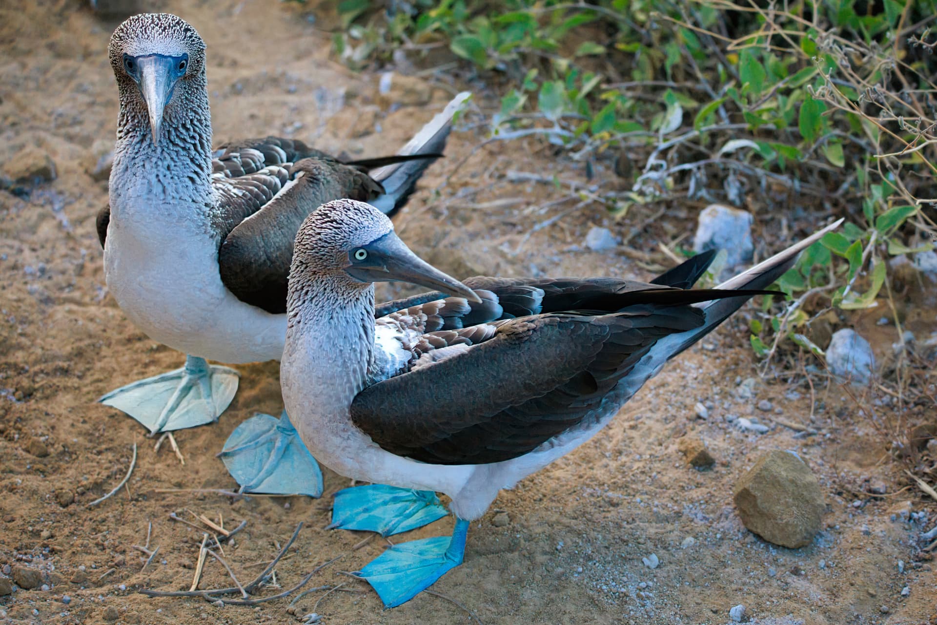 Galapagos Photos