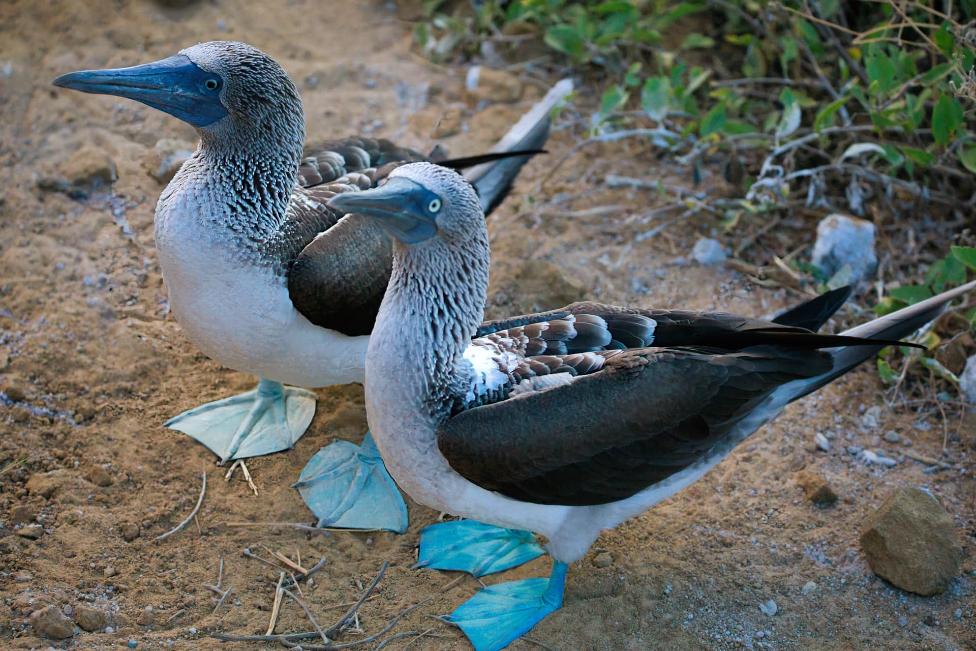 Galapagos Photos