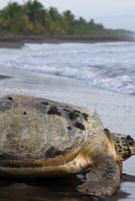 Costa Rica Travel Guide