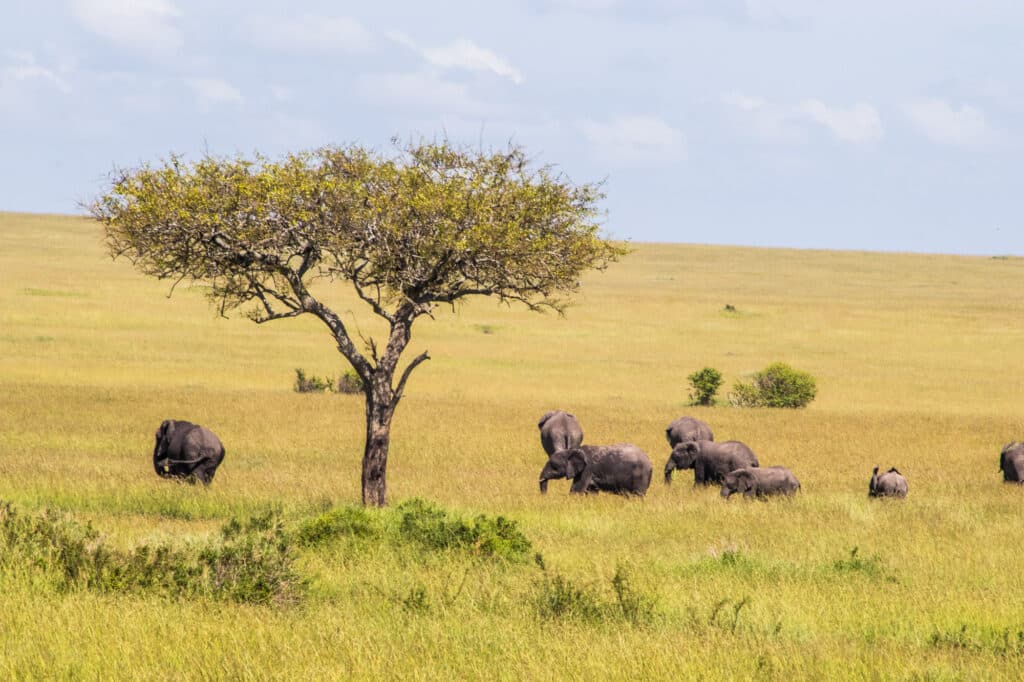 Ultimate Kenya Travel Guide 2023
