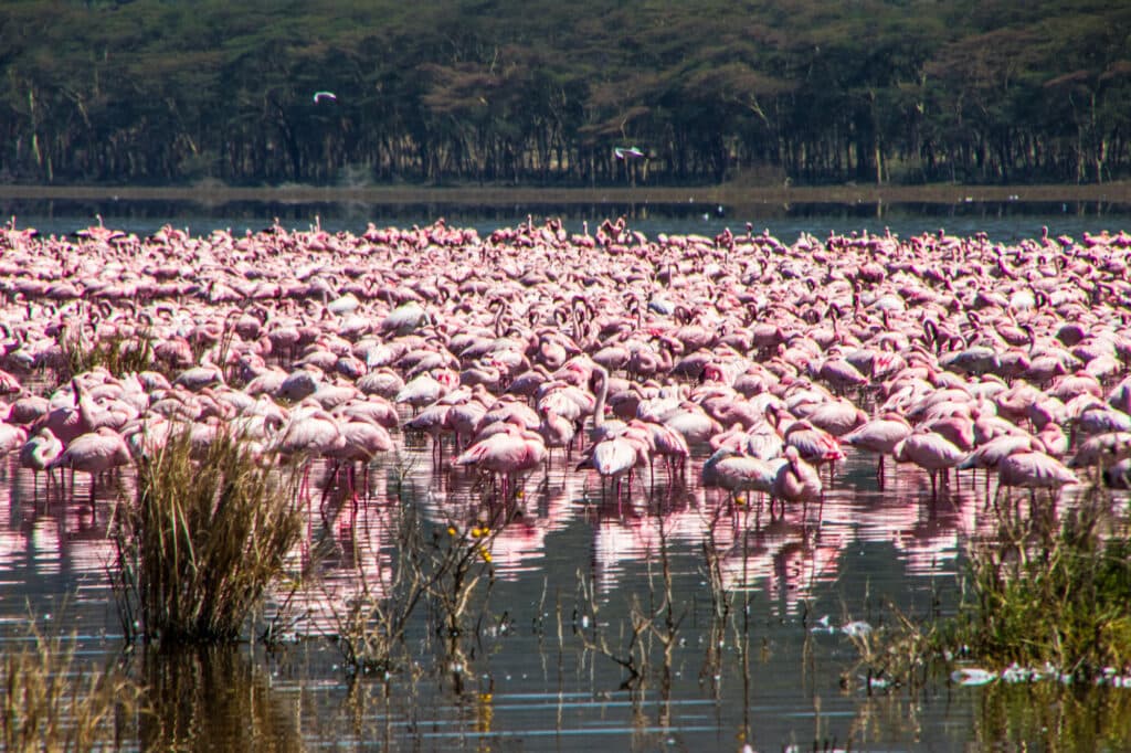 Lake Nakuru