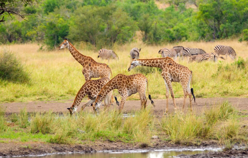 Kruger National Park