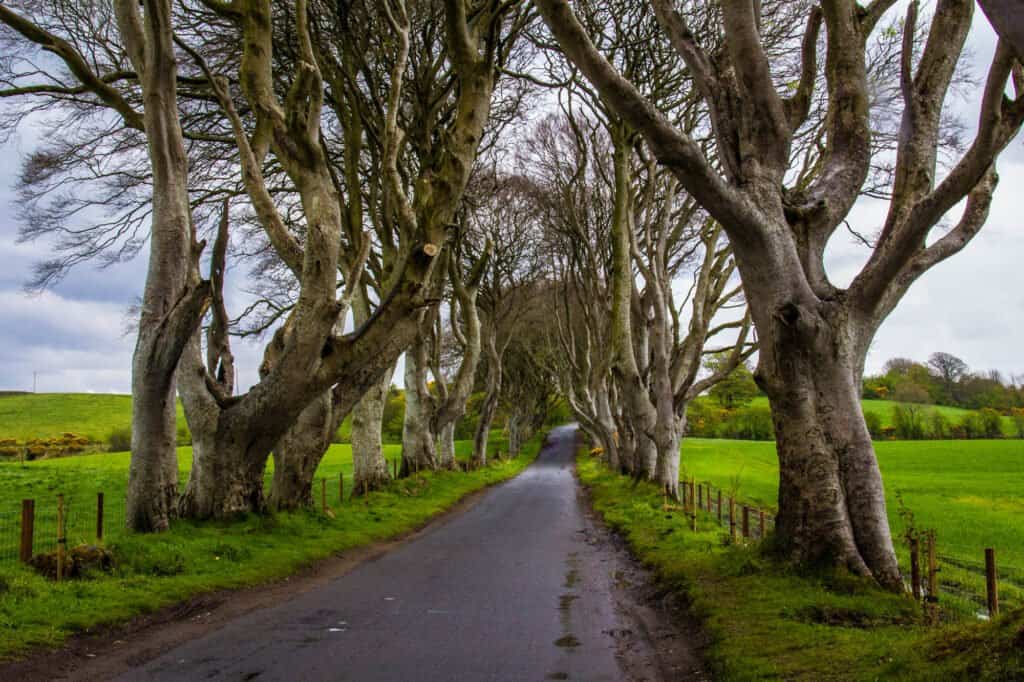 The Dark Hedges