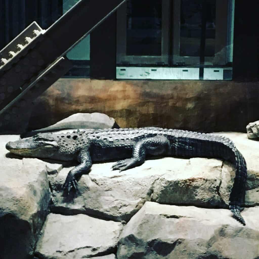 Bass Pro Pyramid