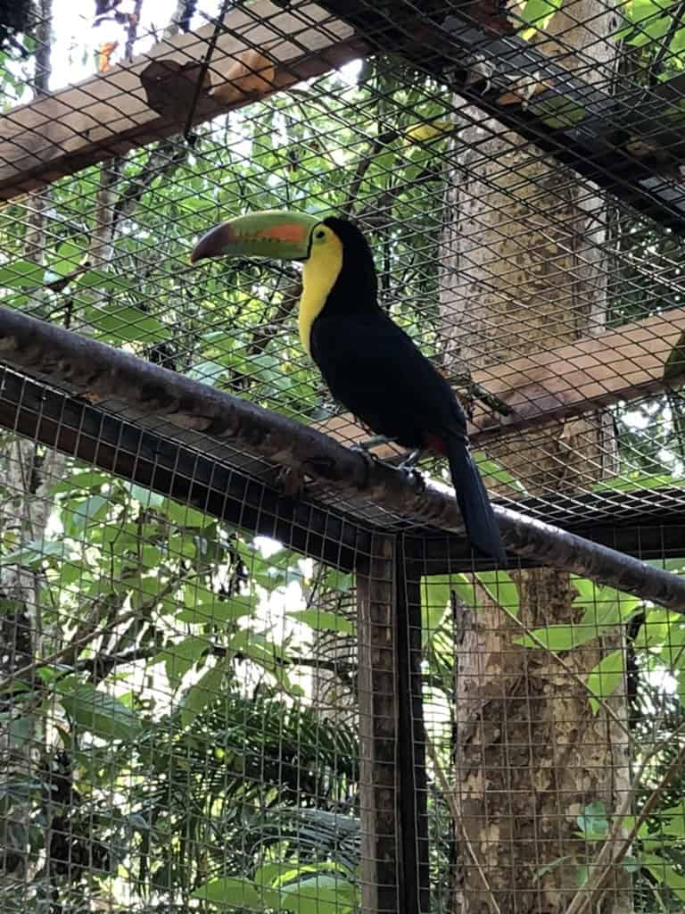 Macaw Mountain Bird Park