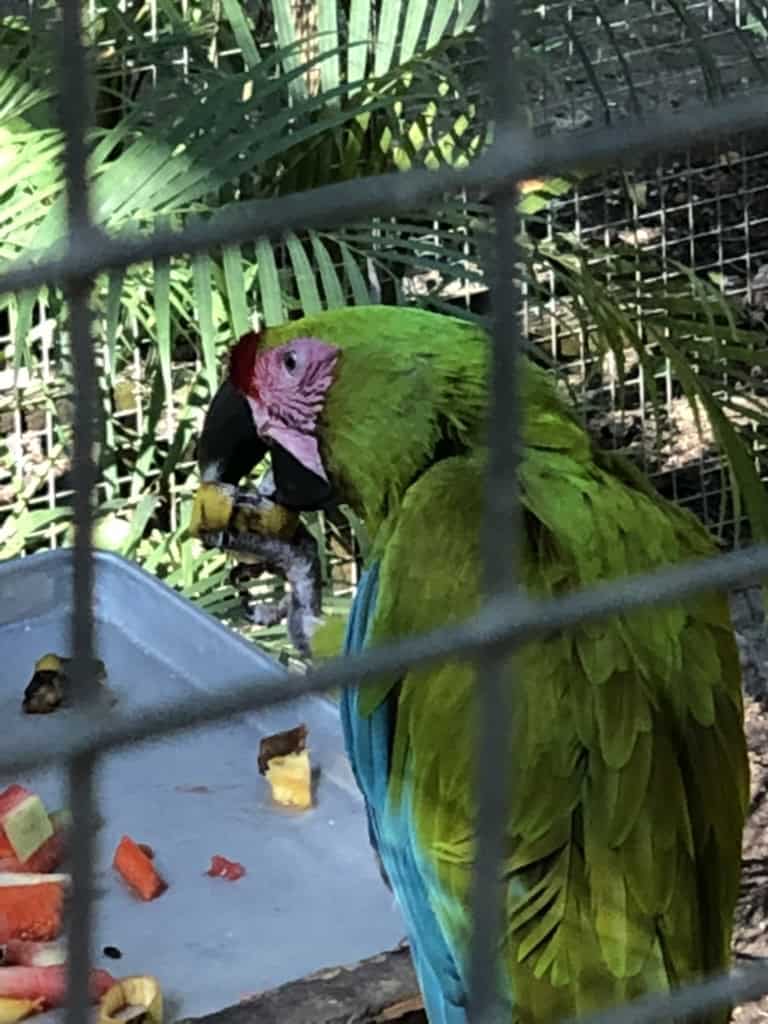 Macaw Mountain Bird Park