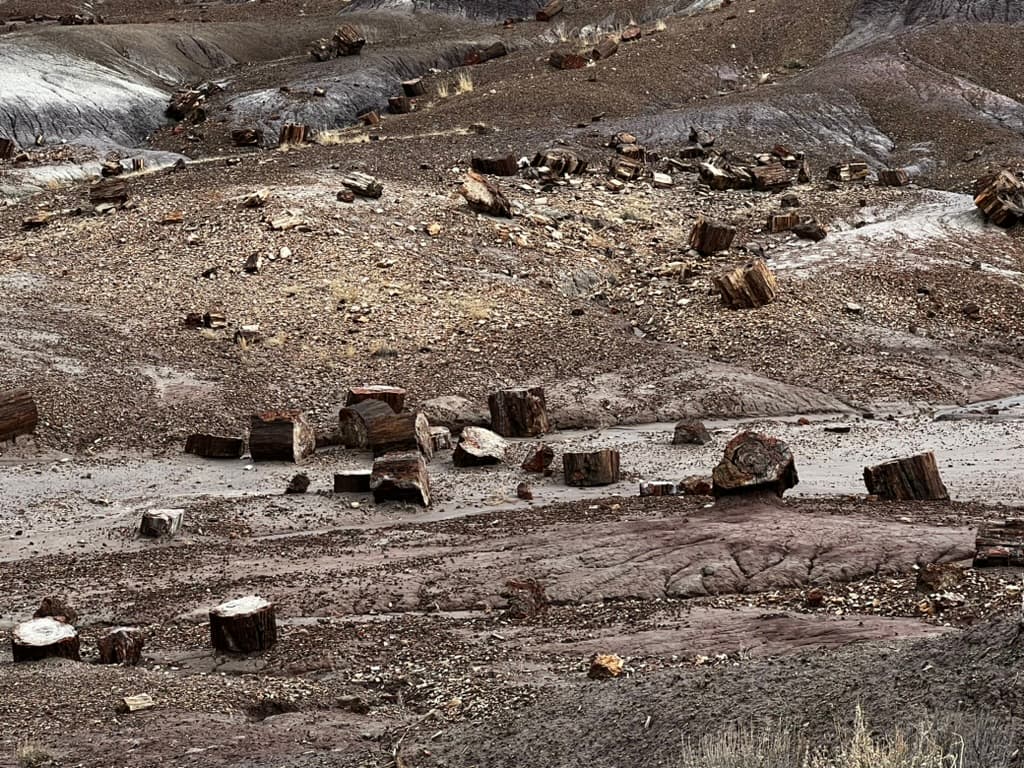 Petrified Forest National Park