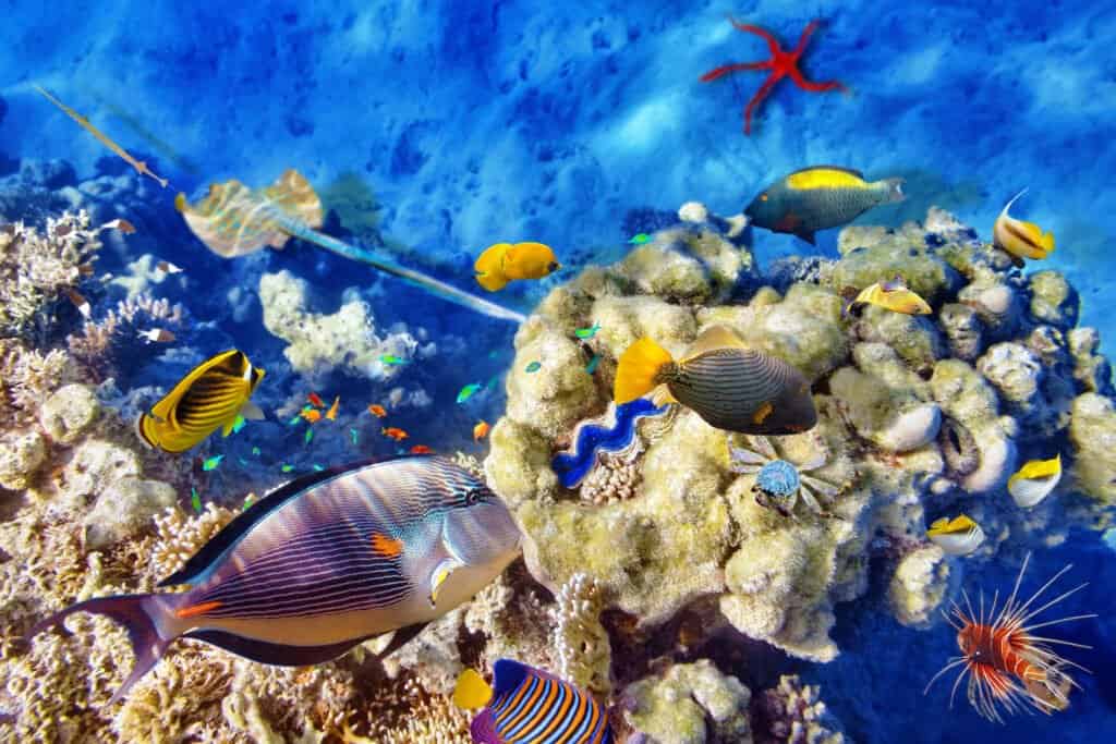 Great Barrier Reef