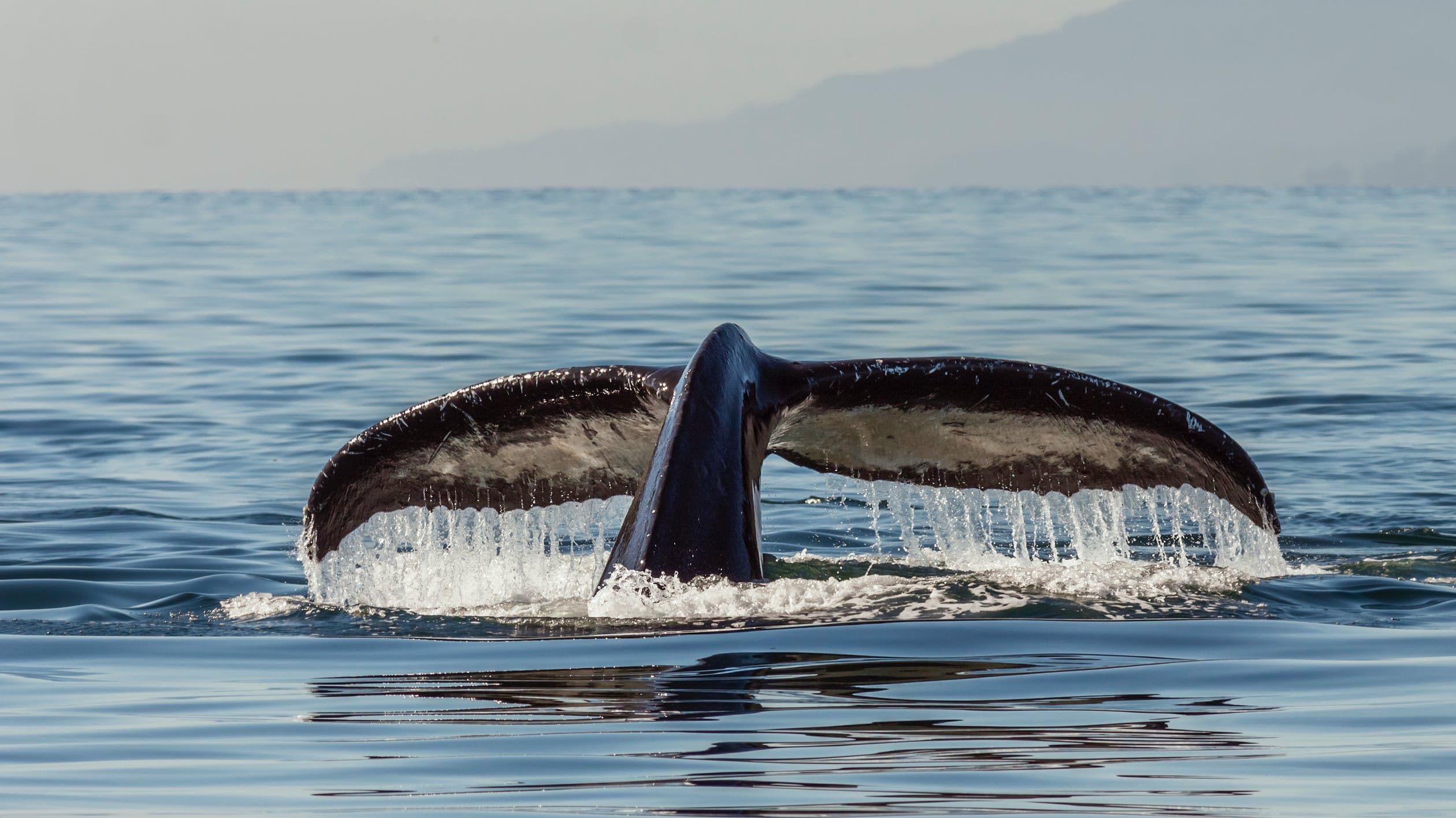 Whale Watching In Samaná Bay