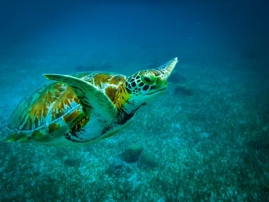 Turneffe Reef