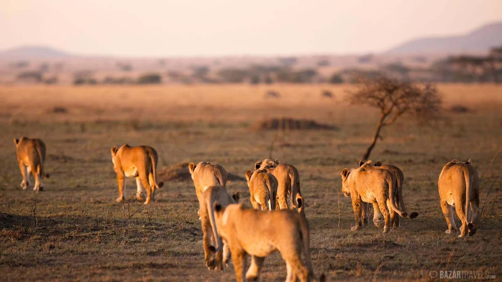 Why Go to Africa? | Advice from the Safari Experts
