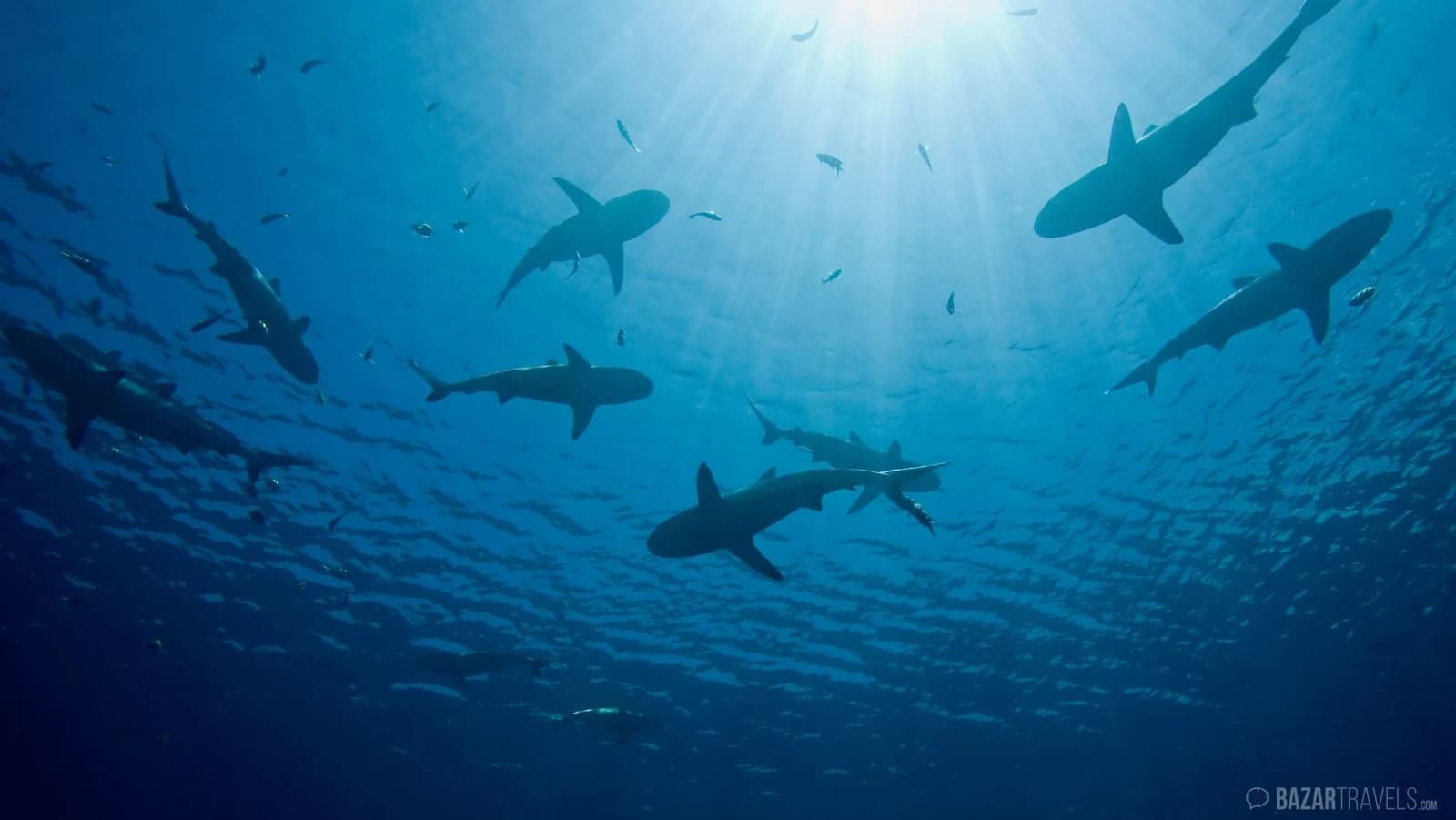 Are There Sharks in Croatia? What Beachgoers Should Know