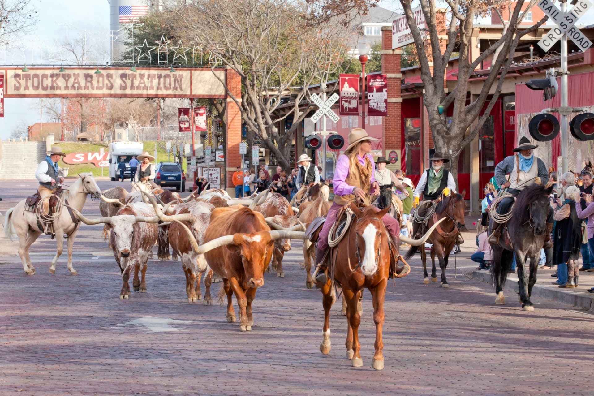 The Fort Worth Herd Cattle Drive