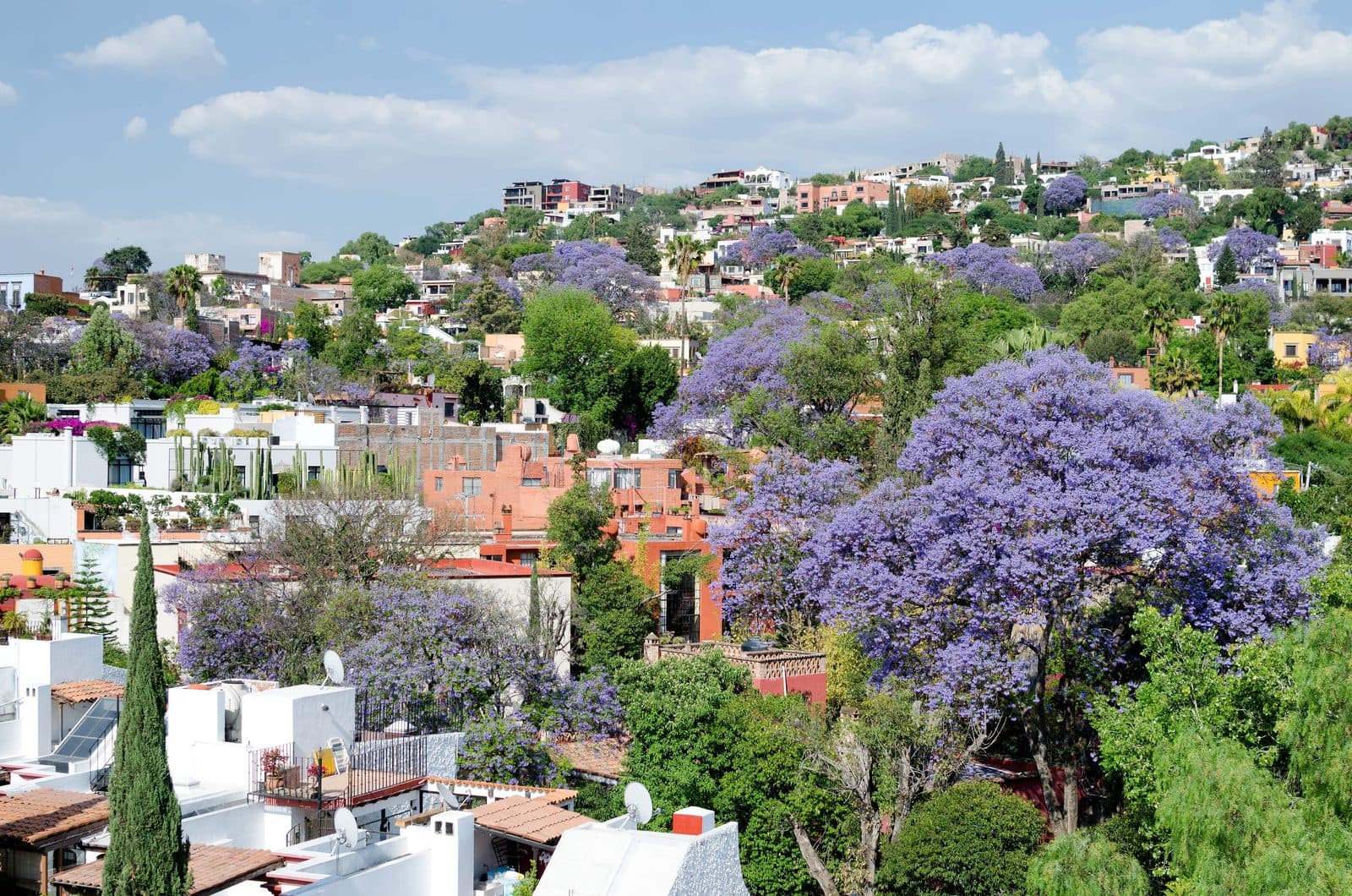 Jacarandas in flower over the rooftops of San Miguel de Allende, climbing the hillside