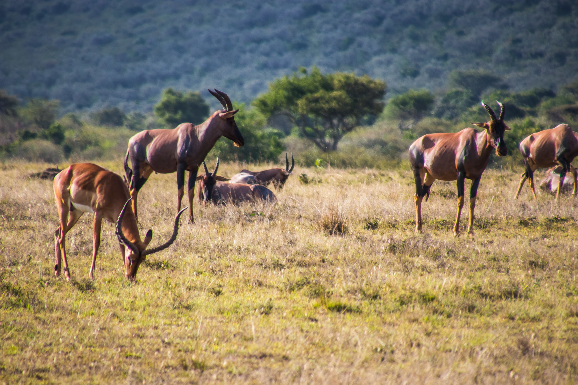 Maasai Mara Kenya Photos