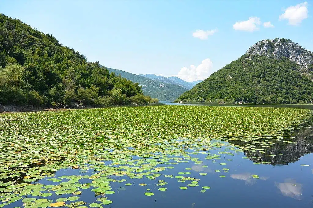 Lake Skadar