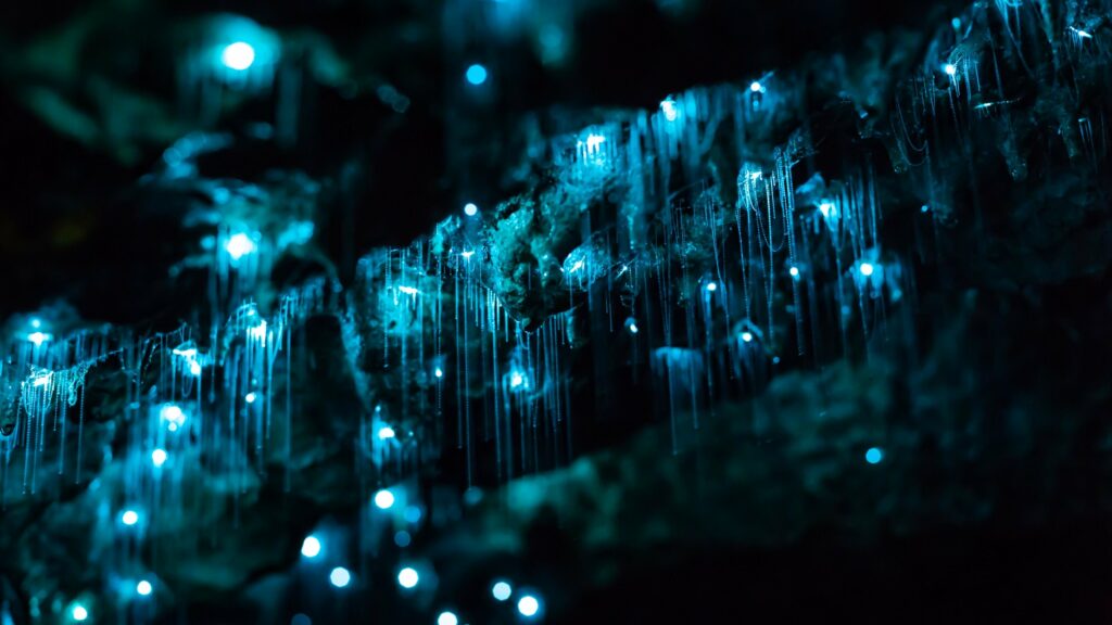 Waitomo Glow-Worms Caves