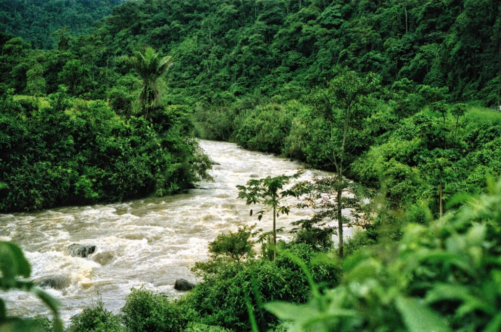 Amazon Rainforest Communities