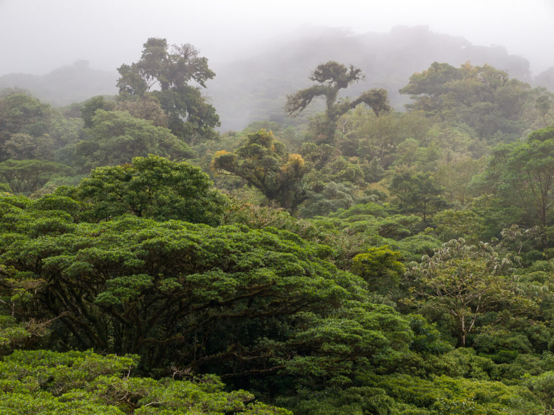 Monte Verde Cloud Forest Reserve