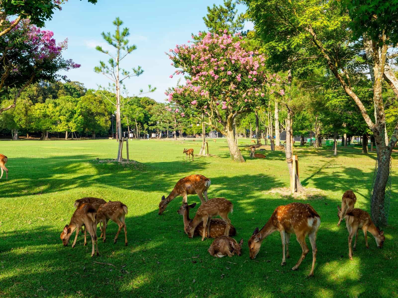 Nara Park