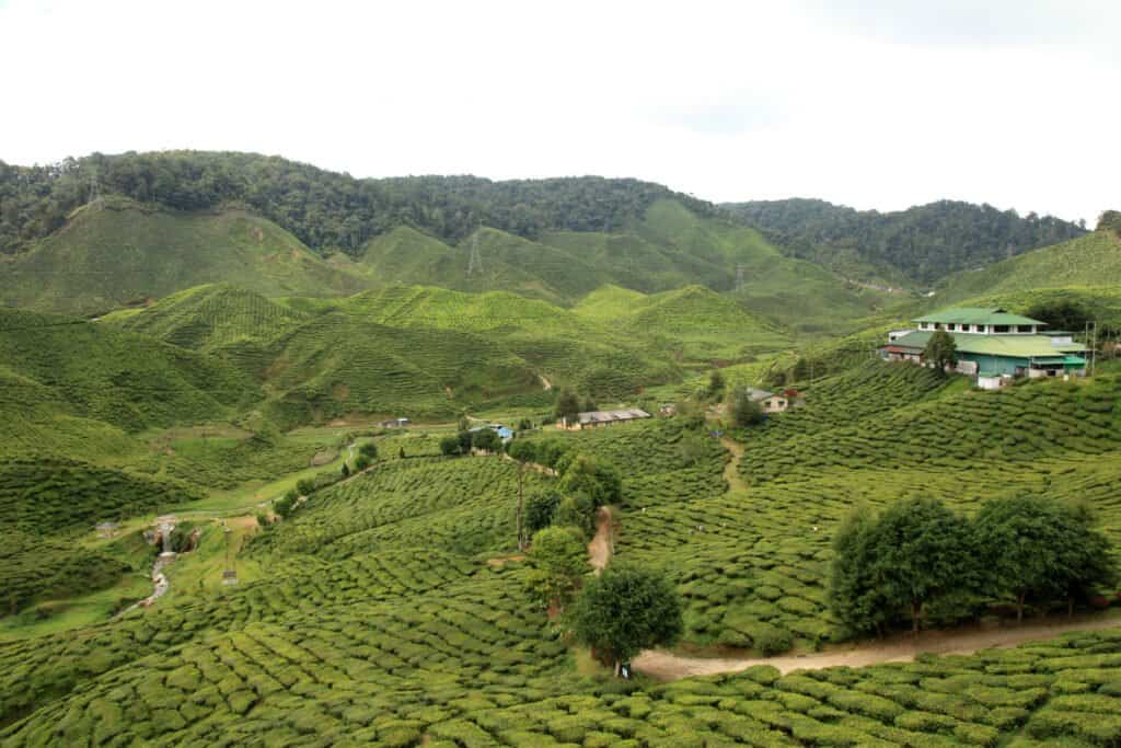 Cameron Bharat Tea Estate