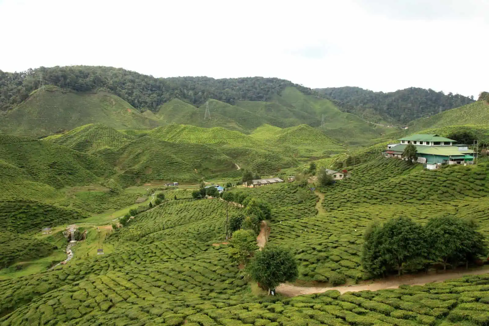 Cameron Bharat Tea Estate