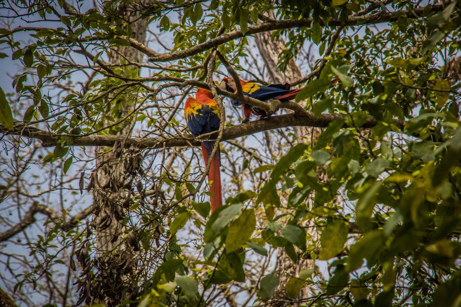 Copan macaws