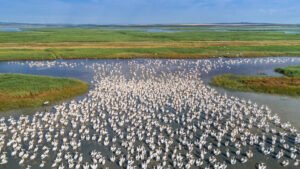 Danube delta