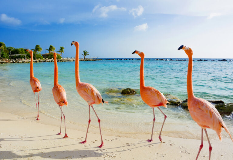 Flamingo beach aruba