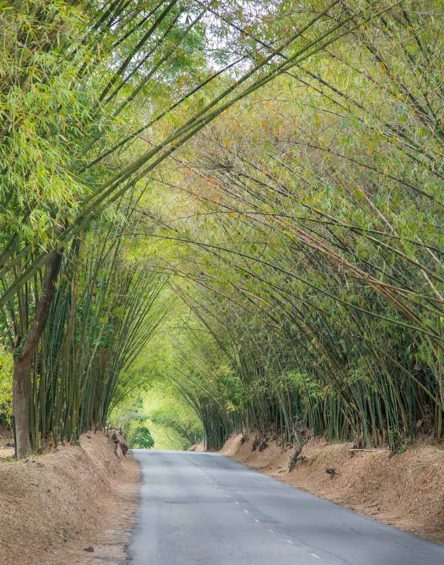 Bamboo Avenue