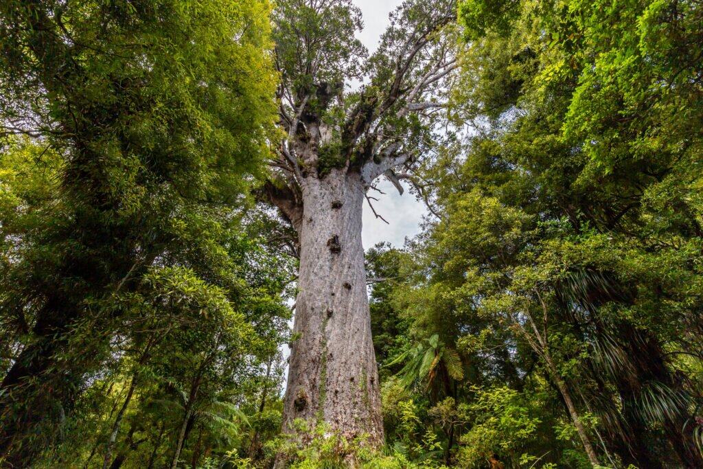 Waipoua Kauri Forest