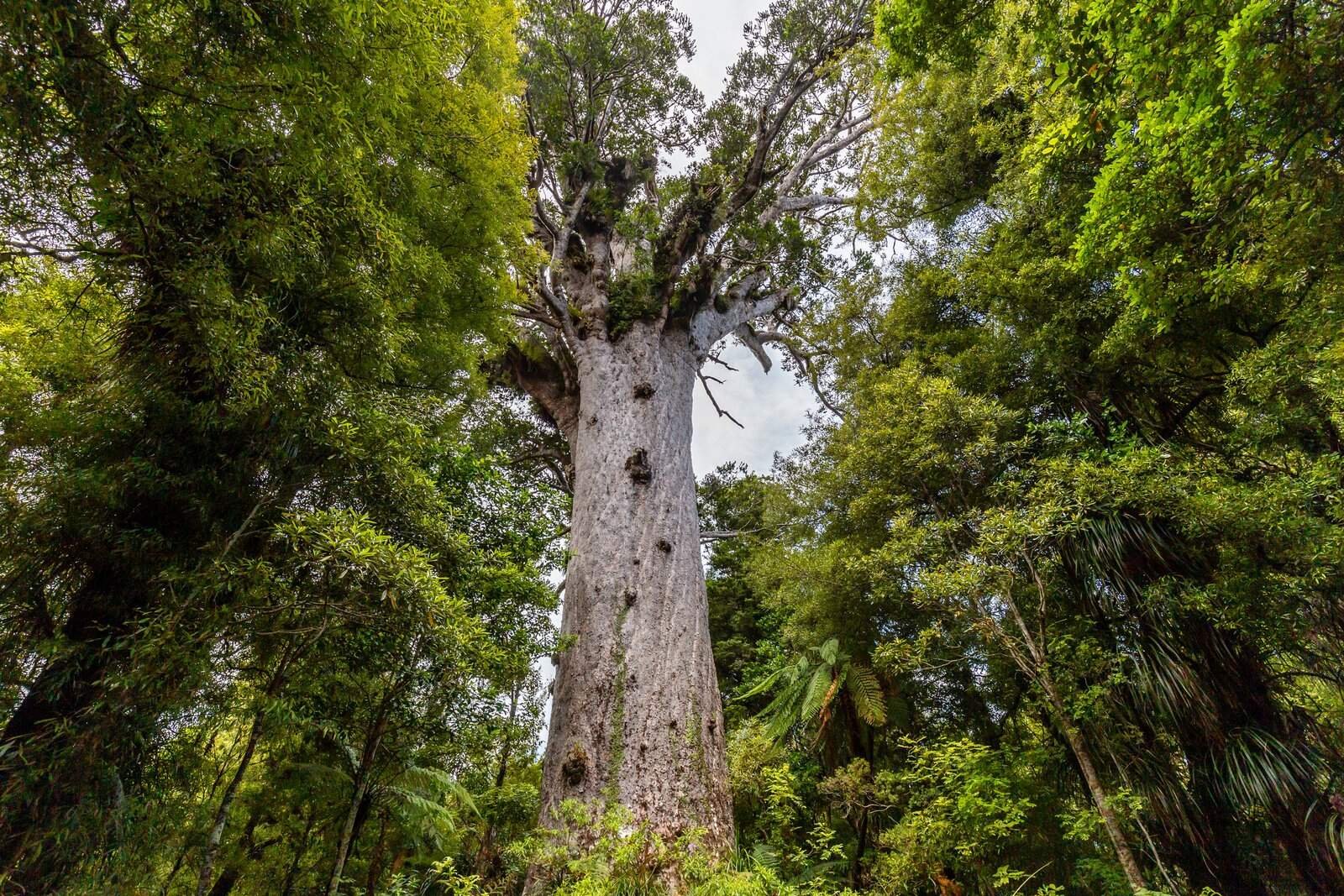 Waipoua Kauri Forest
