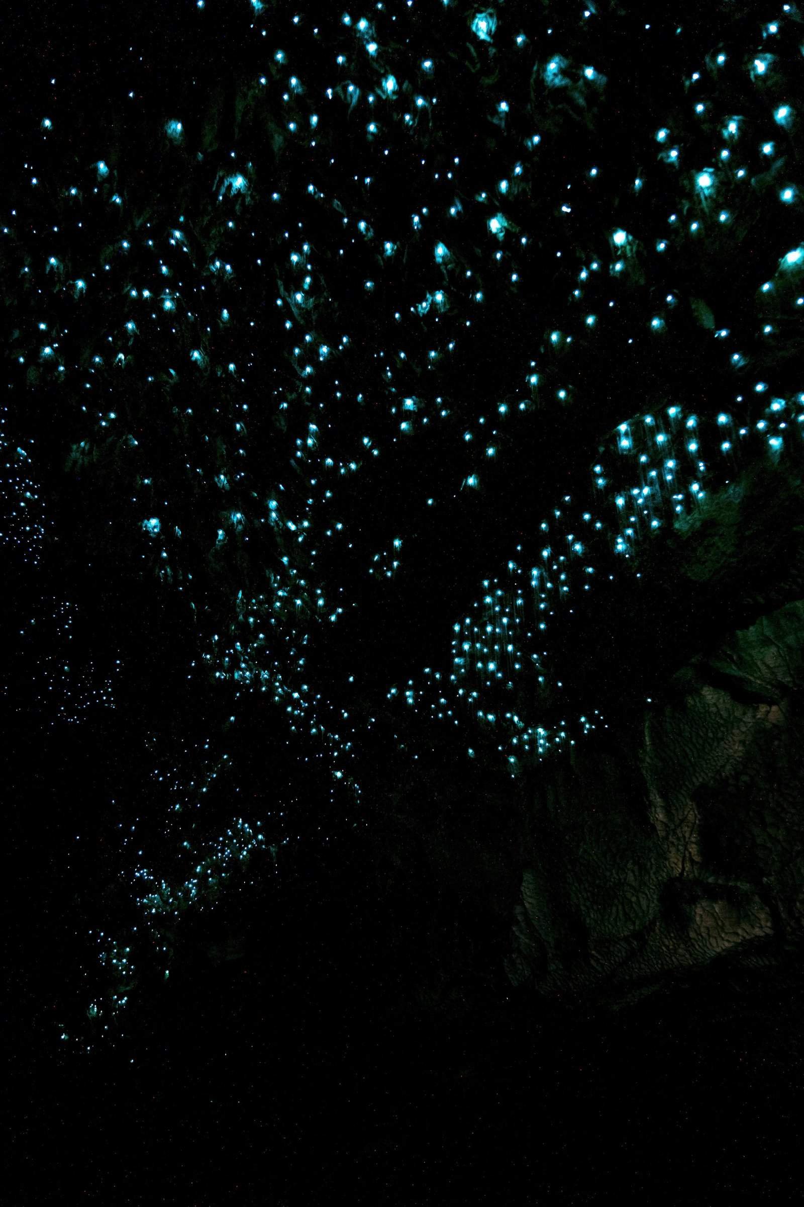 Te Anau Glowworm Caves