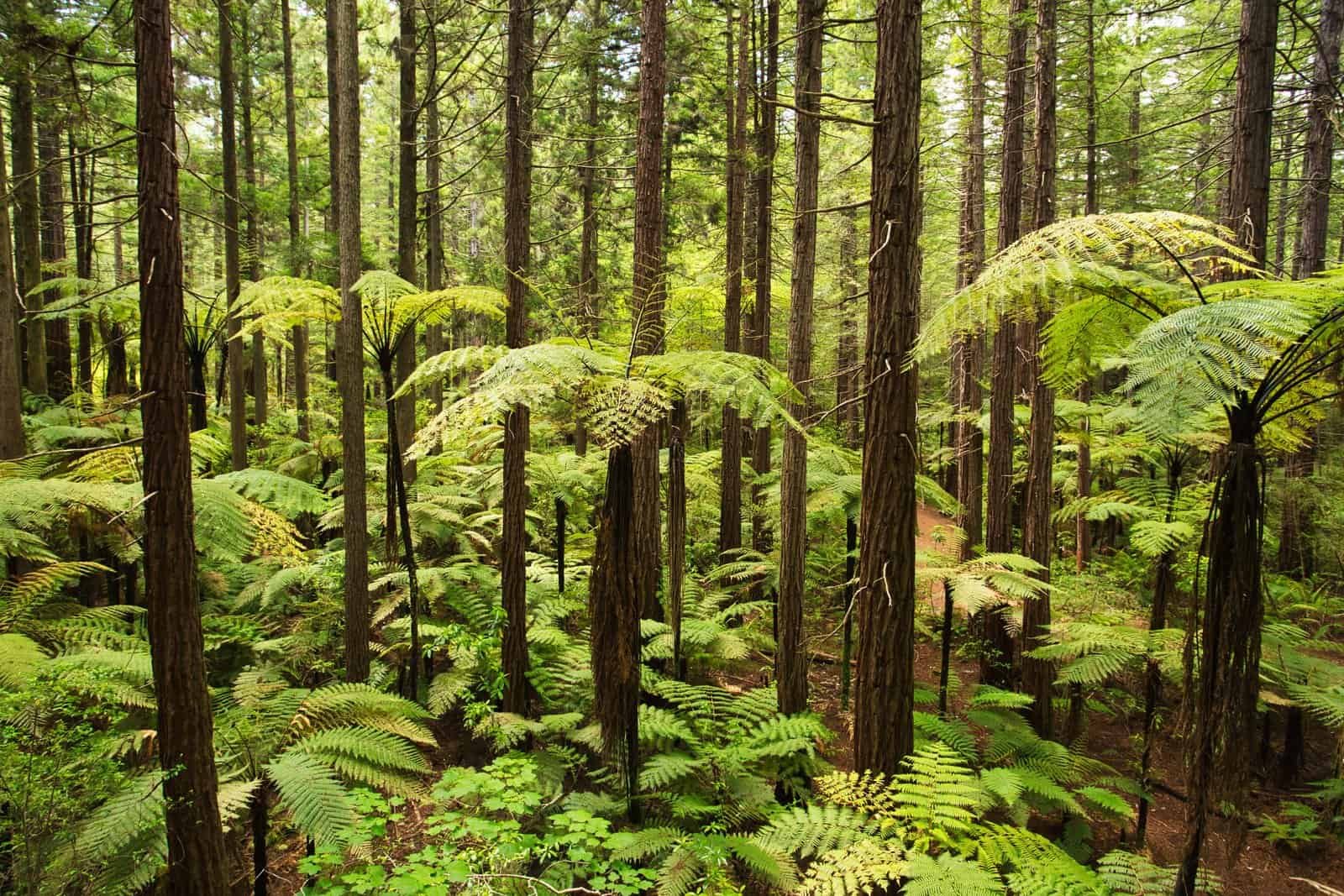 Whakarewarewa Forest Park