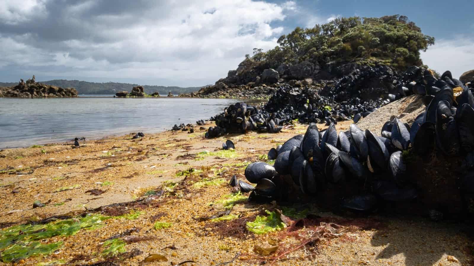 Rakiura national park