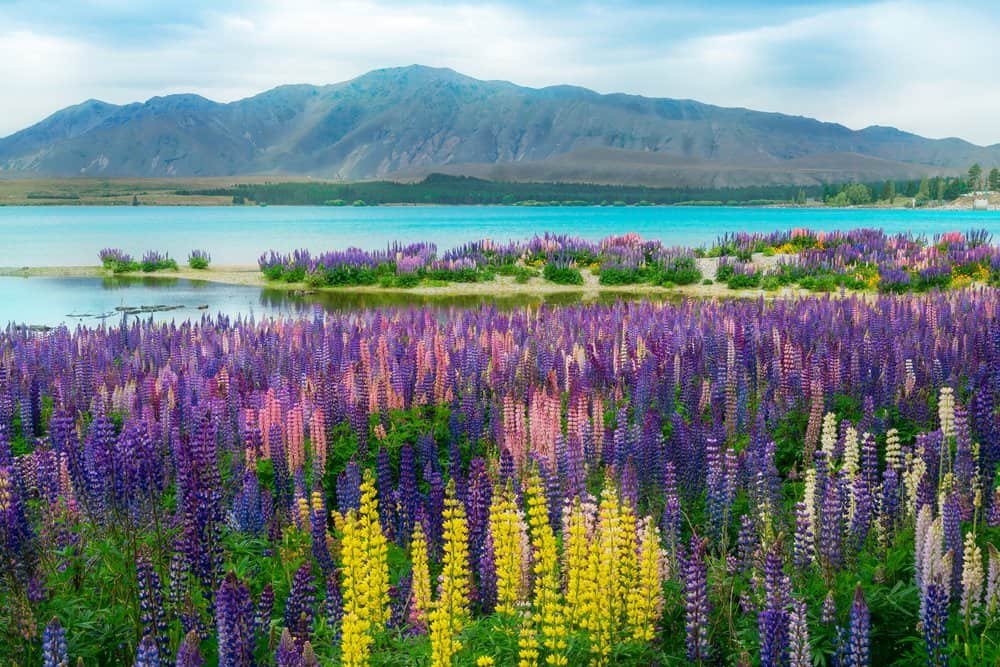 Lake Tekapo