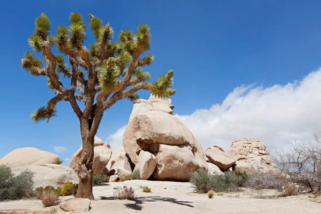 Joshua tree national park