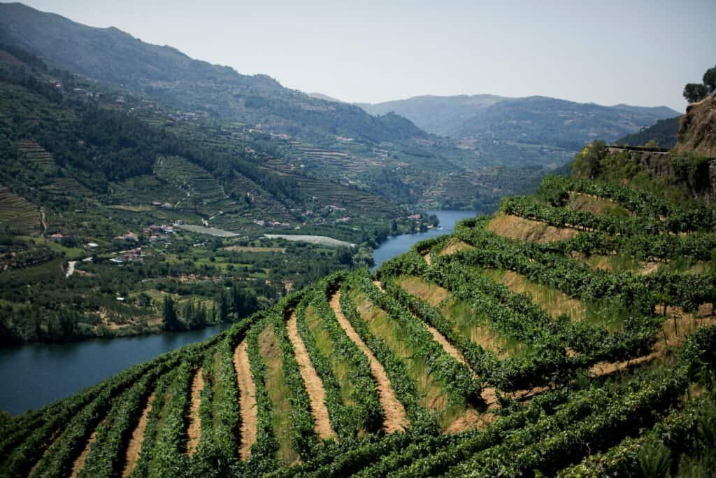 Douro valley vineyards