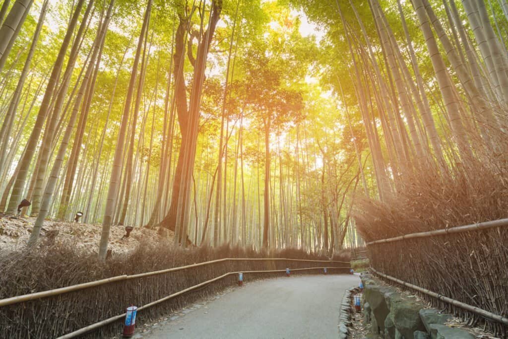 Walking way in bamboom forest, kyoto japan natural landscape background