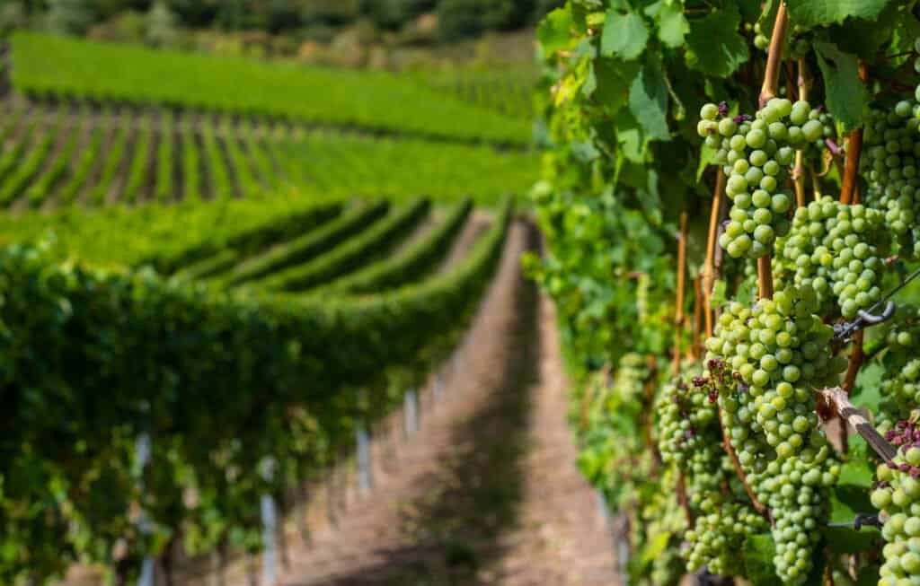 Wine region vineyard